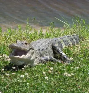 American alligator basking in the sun near a water body, with its mouth open among green grass and white clover flowers.