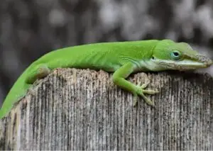A bright green anole lizard resting on a weathered wooden post with a blurred natural background.