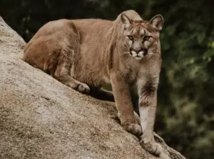 A Puma resting on a large rock, attentively observing its surroundings in a forested area.