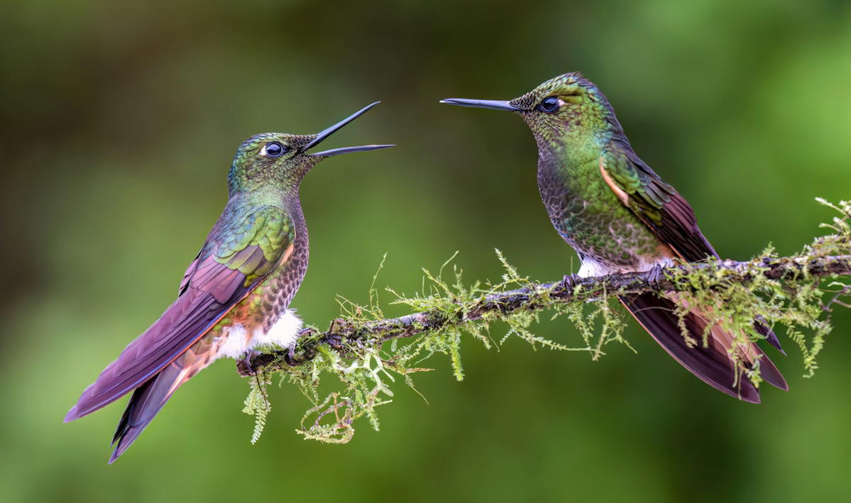 Two hummingbirds perched on branch
