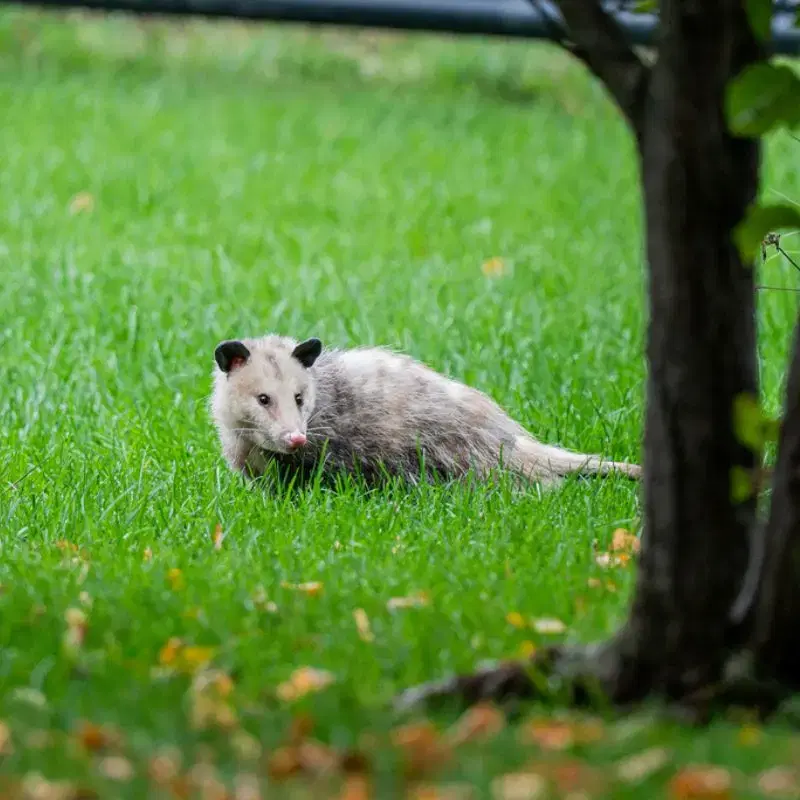 Virginia Opossum resting in green grass, showing its pale face, gray fur, and long hairless tail.