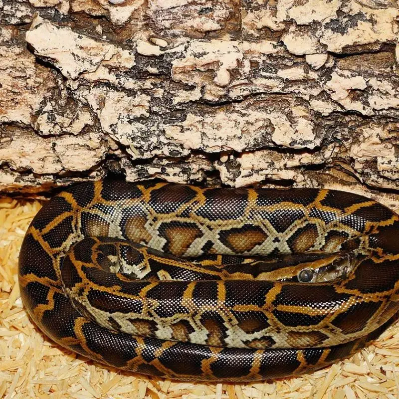 A Burmese Python coiled on wood shavings beneath a piece of bark, showing its rich brown and gold patterned scales