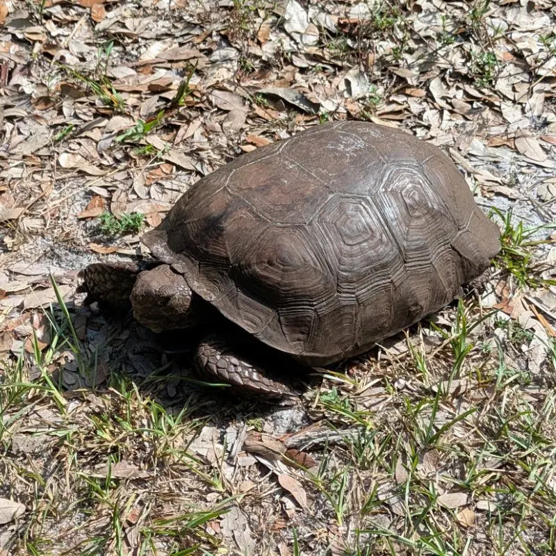A Gopher Tortoise walking across dry leaves and grass in a sandy, sunlit habitat.