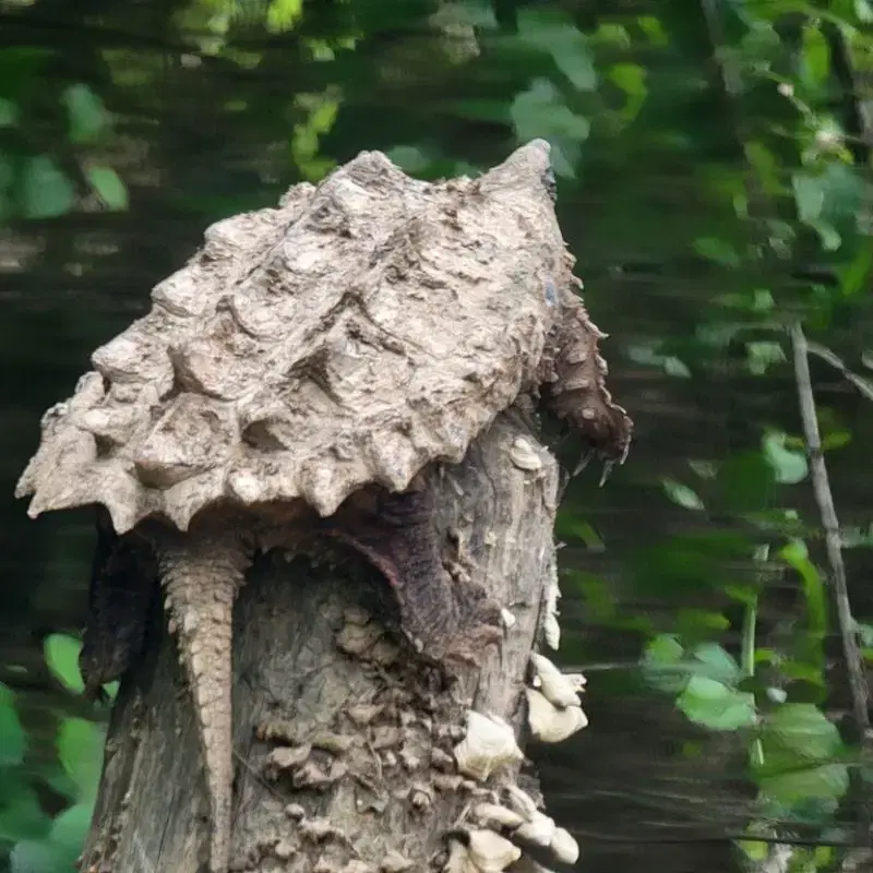 Alligator Snapping Turtle resting on a tree stump with its spiked, rugged shell blending into the forest background.