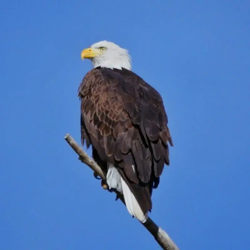 A Bald Eagle perched on a bare tree branch against a clear blue sky, its white head and yellow beak sharply contrasting with its dark brown body.