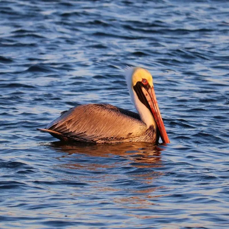 A Brown Pelican with a yellow head and long orange bill floating calmly on blue ocean water in warm evening light.