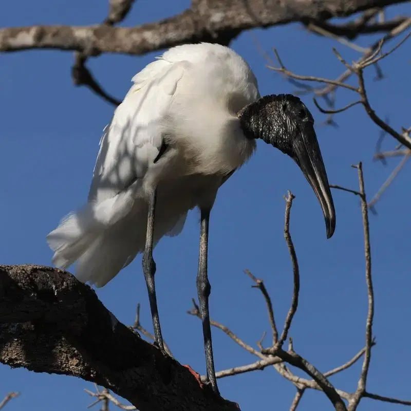 A Wood Stork standing on a tree branch against a clear blue sky, showing its white body, black head, and long curved bill.