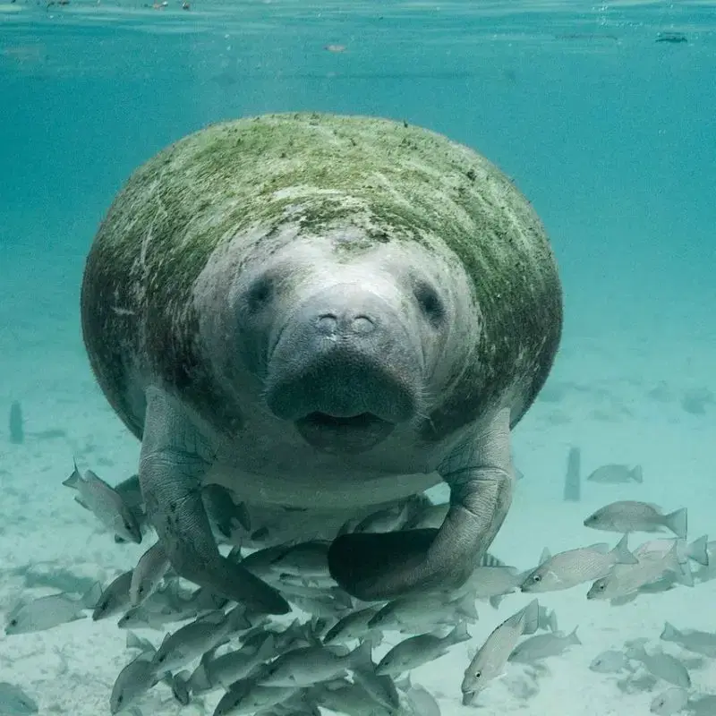 A large Florida manatee covered in algae swims peacefully underwater surrounded by small fish.