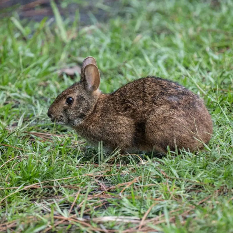 Marsh Rabbit sitting in wet grass, showing its short ears and brown fur adapted for wetland habitats.