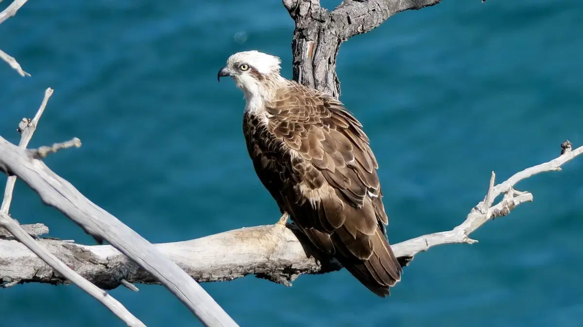 Osprey perched on a dry branch overlooking the ocean, its sharp eyes scanning the water below.