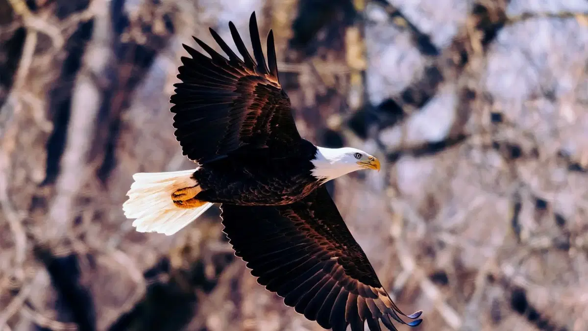A Bald Eagle with a white head and tail soars gracefully through the air, its dark wings spread wide against a blurred forest background.