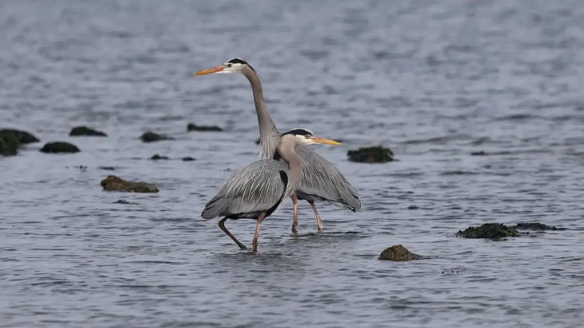 Two Great Blue Herons wading in shallow coastal waters, their long necks and gray-blue feathers reflected on the rippling surface.