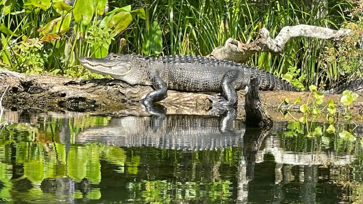 An American Alligator basking on a sunlit log beside a calm swamp, surrounded by lush green vegetation and water reflections.