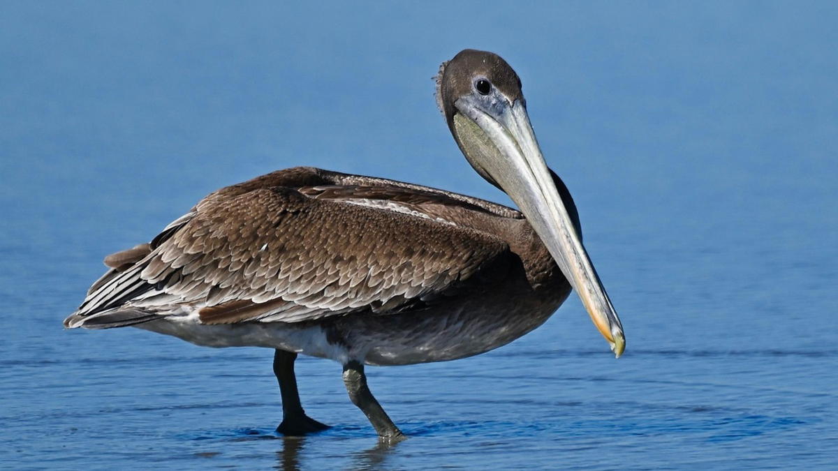 A Brown Pelican standing in shallow water with its long bill and brown plumage reflecting in the calm blue surface.