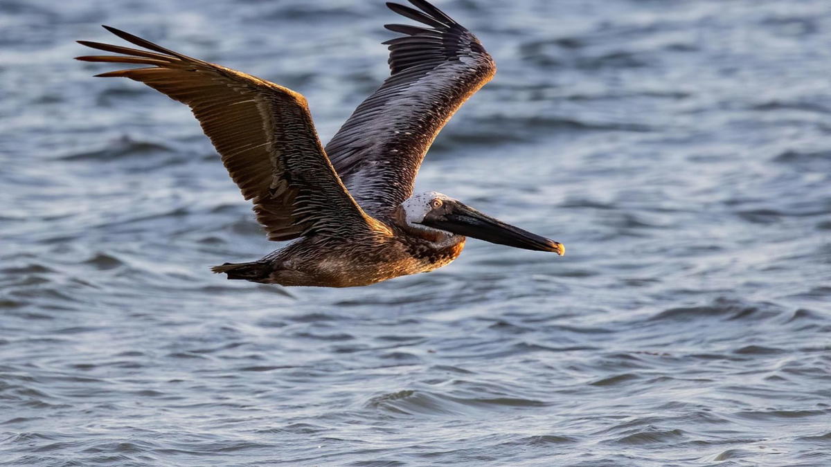 A Brown Pelican flying low over the ocean surface, wings spread wide and skimming just above the water.