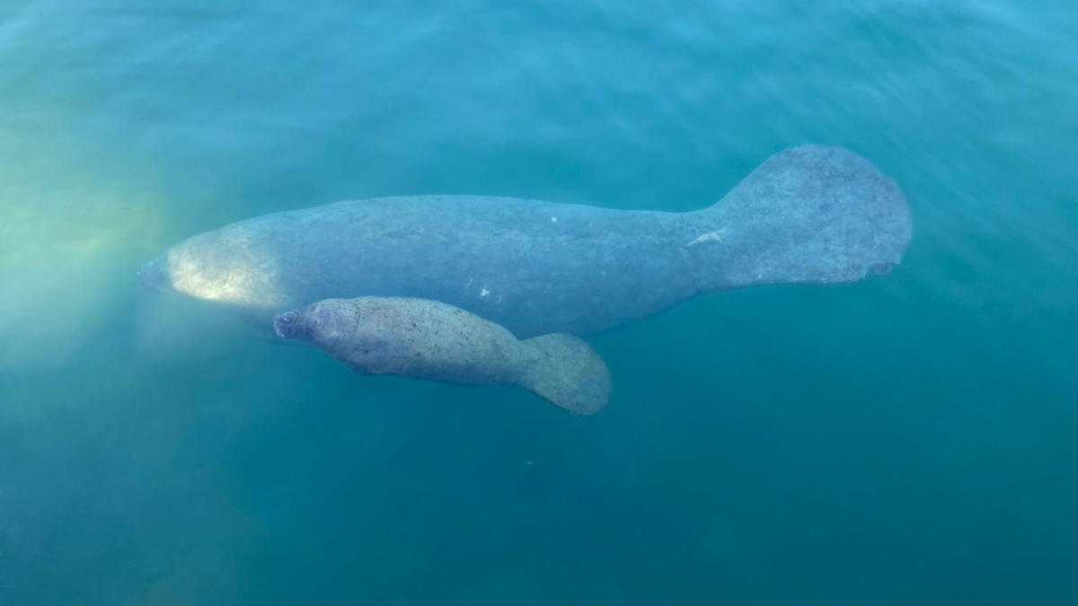 A large adult manatee swimming underwater with a smaller calf close beside it in clear blue-green water.