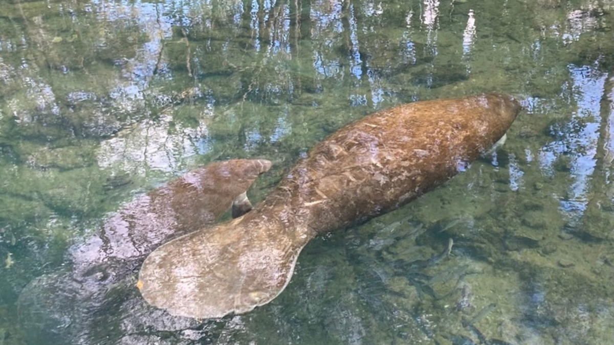 Two Florida manatees gliding slowly through clear, shallow spring water surrounded by reflections of trees.