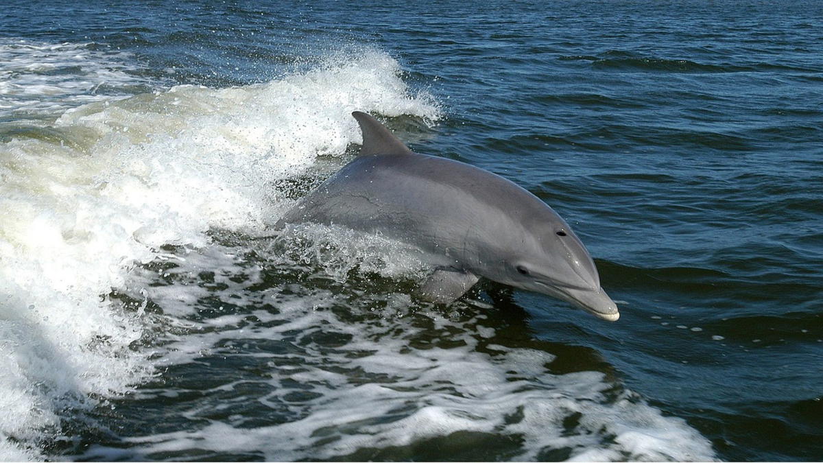 A bottlenose dolphin riding the ocean waves near the surface of the water.