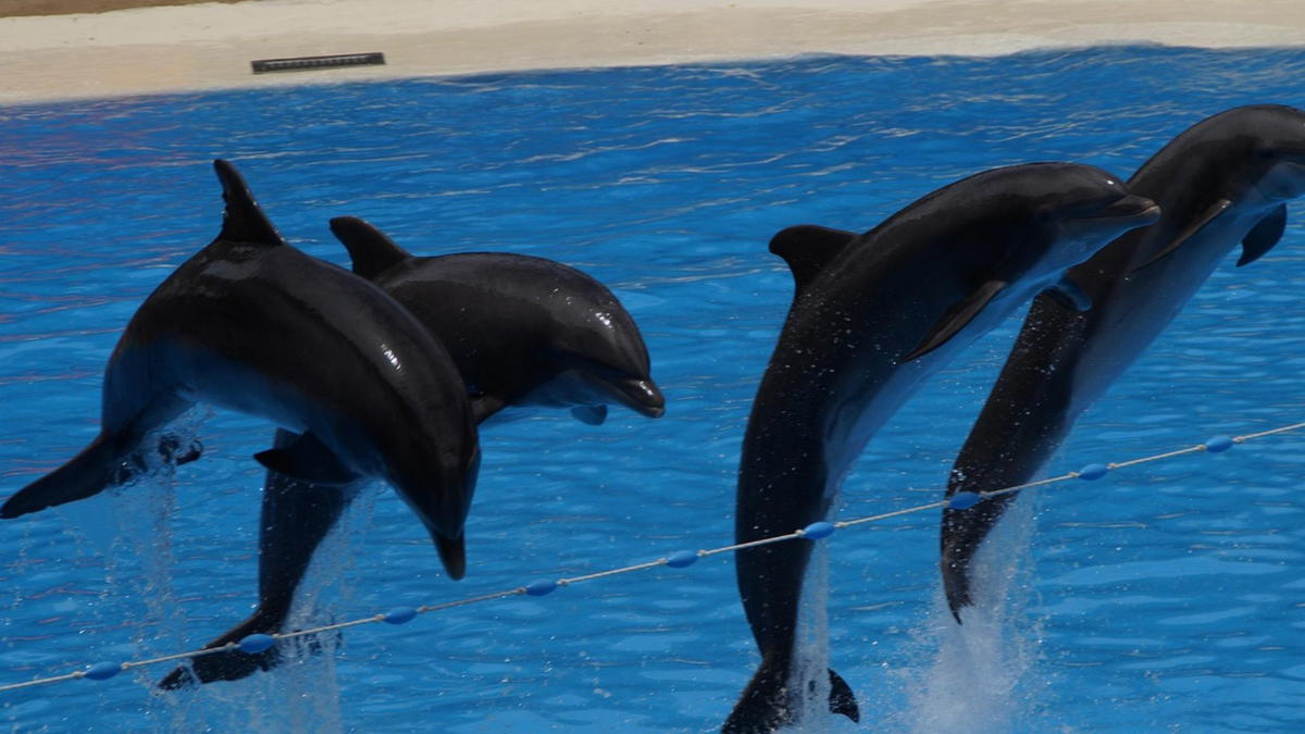 Four bottlenose dolphins jumping out of a blue pool in perfect synchronization during a show.