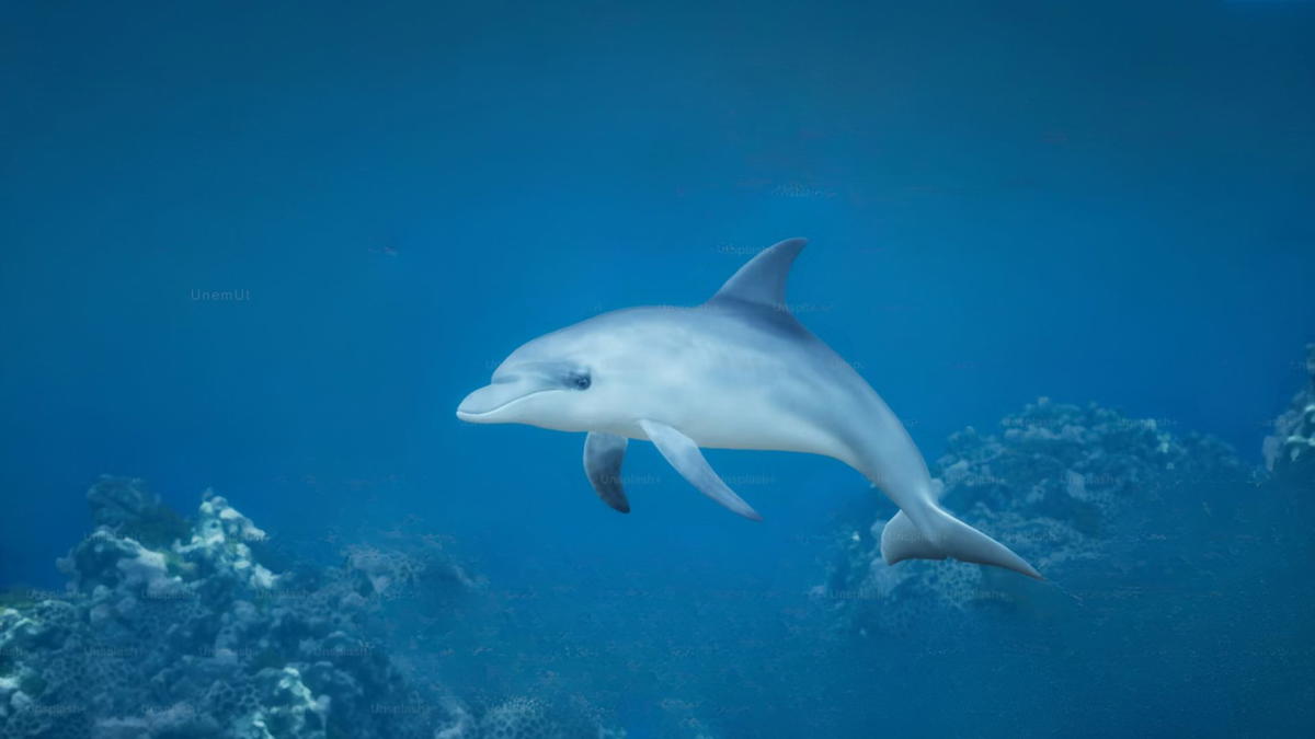 A bottlenose dolphin swimming gracefully underwater above a coral reef.