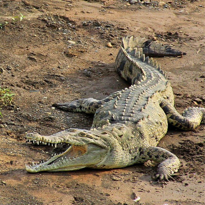 A large American crocodile lying on dry, muddy ground with its mouth open, showing its sharp teeth and armored body.