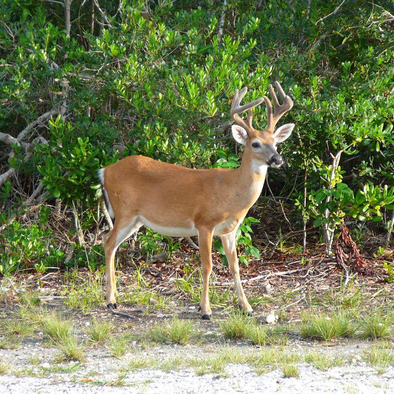 A small Key Deer buck with velvet-covered antlers stands alert on the edge of a forested area, surrounded by low shrubs and sunlight.