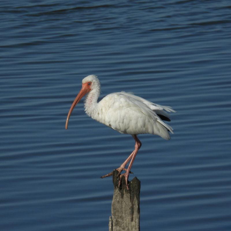An American White Ibis stands perched on a weathered wooden post against calm blue water, showing its white plumage, red bill, and pink legs.
