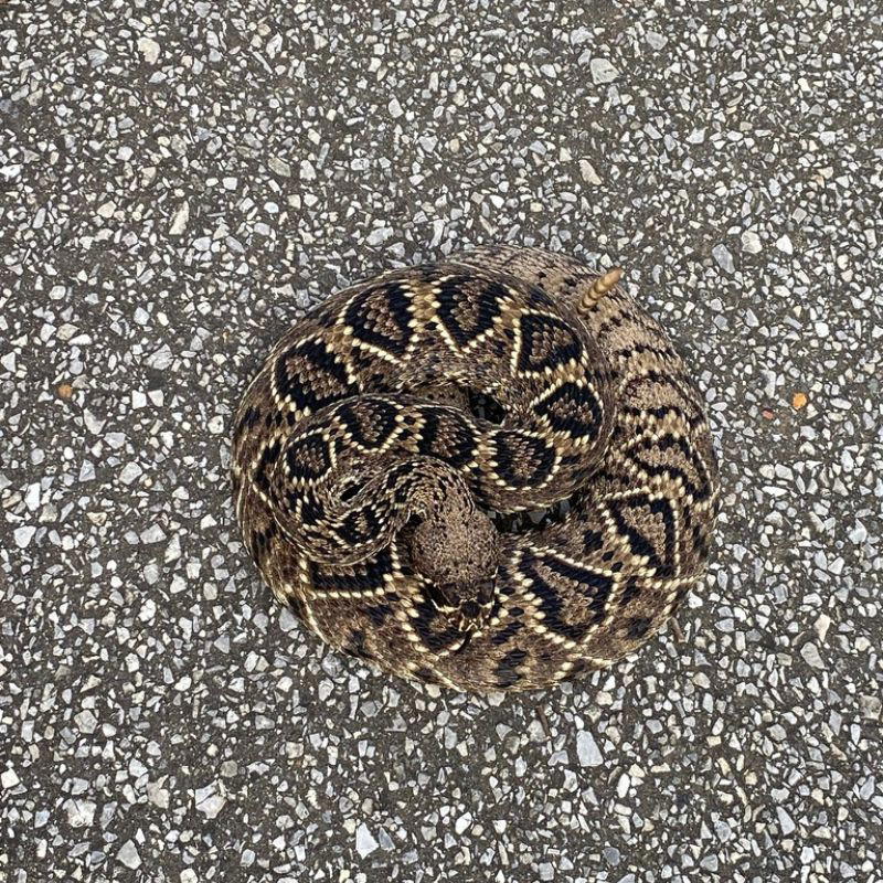 A coiled Eastern Diamondback Rattlesnake on asphalt, displaying its bold dark diamonds with cream borders and raising its rattle in a defensive posture.