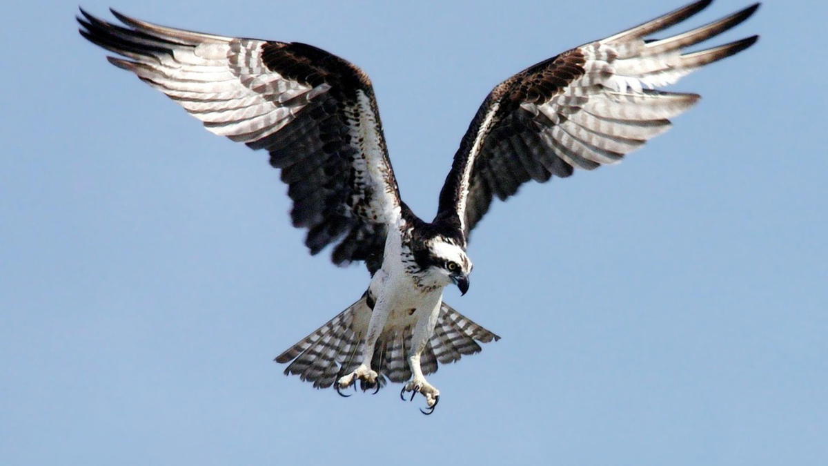 An osprey hovers in midair with wings spread wide, talons extended downward as it prepares to dive for prey against a clear blue sky.