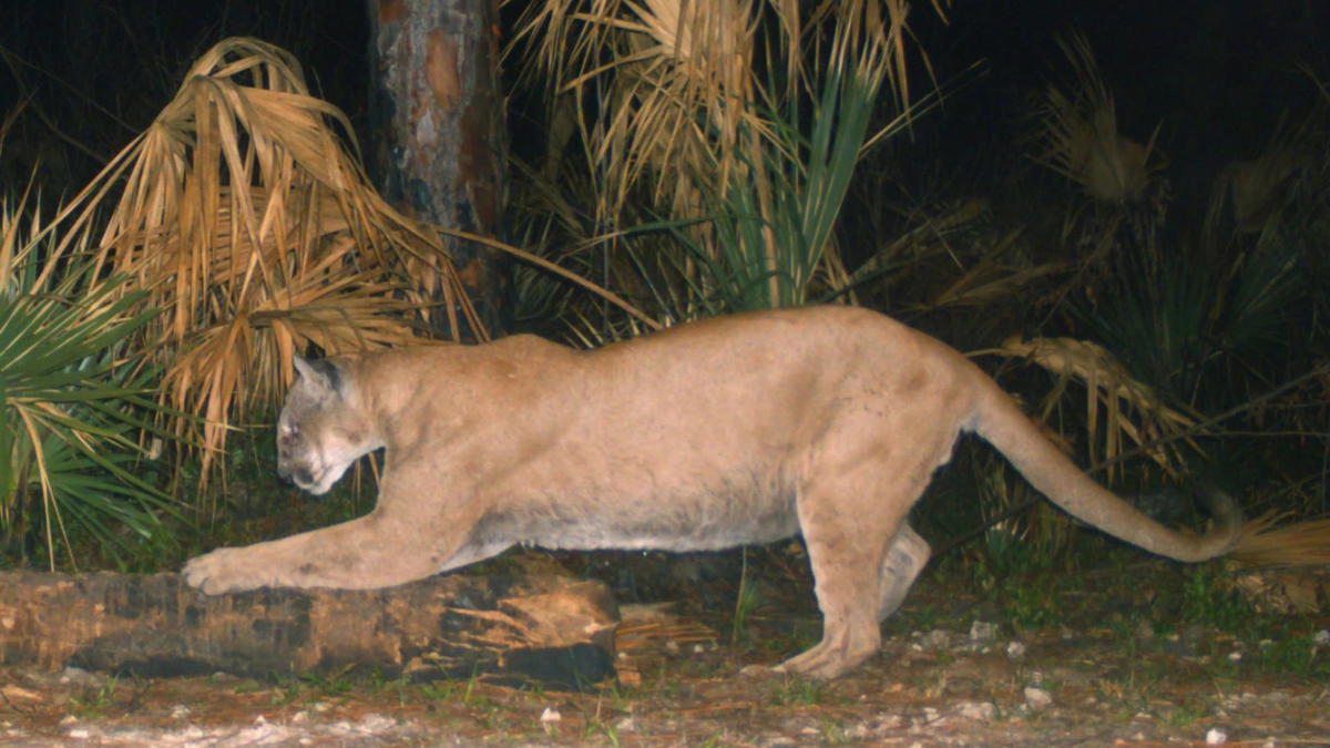 A Florida panther walking at night through a forest clearing, captured by a trail camera, with dry palm fronds and vegetation in the background.