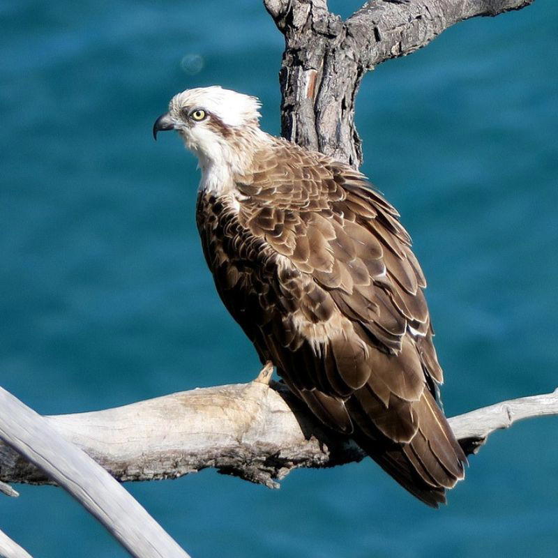 An Osprey perched on a bare tree branch above blue water, showing its white head, dark eye stripe, and brown feathered body.