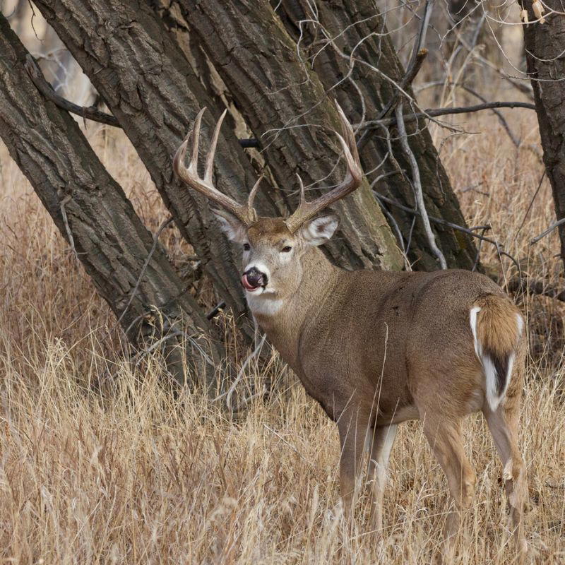 A male white-tailed deer with large branching antlers stands in dry grass near leaning tree trunks, showing its brown coat and white tail underside.