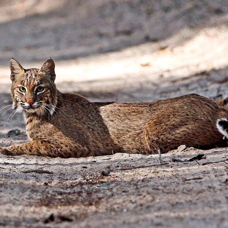 A Florida bobcat lying on a sandy forest trail, facing the camera with alert ears, a sandy-brown coat, and a short black-tipped tail.