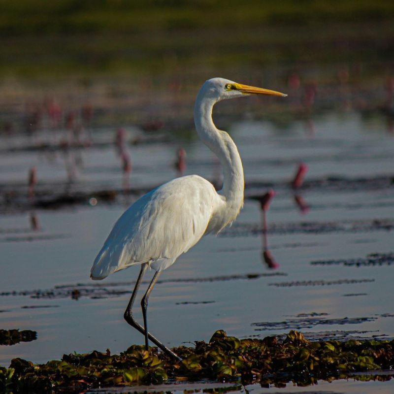A tall white Great Egret stands in shallow wetland water, its long S-shaped neck curved forward, yellow bill pointed ahead, and black legs partly submerged among aquatic plants.