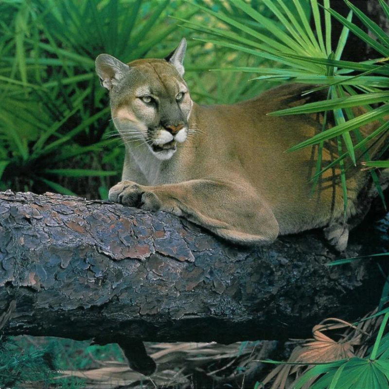 A Florida panther reclines on a fallen tree trunk amid dense green palm fronds, alert eyes scanning the forest.