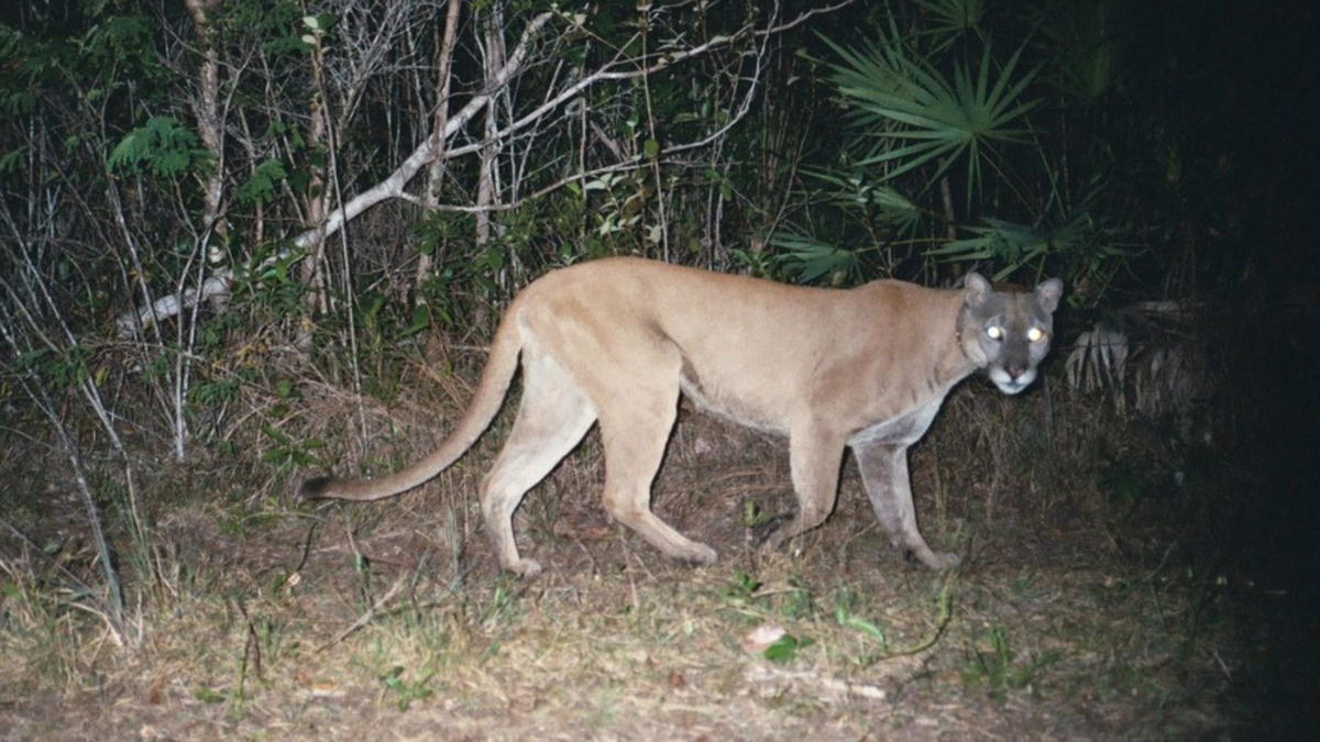 A Florida panther walks along a forest path at night, its eyes reflecting light from a camera trap amid dense vegetation.