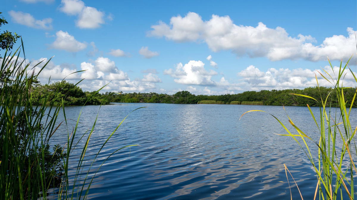 Scenic view of Everglades National Park showing calm blue water surrounded by marsh grasses and dense green wetlands under a bright sky with scattered clouds.