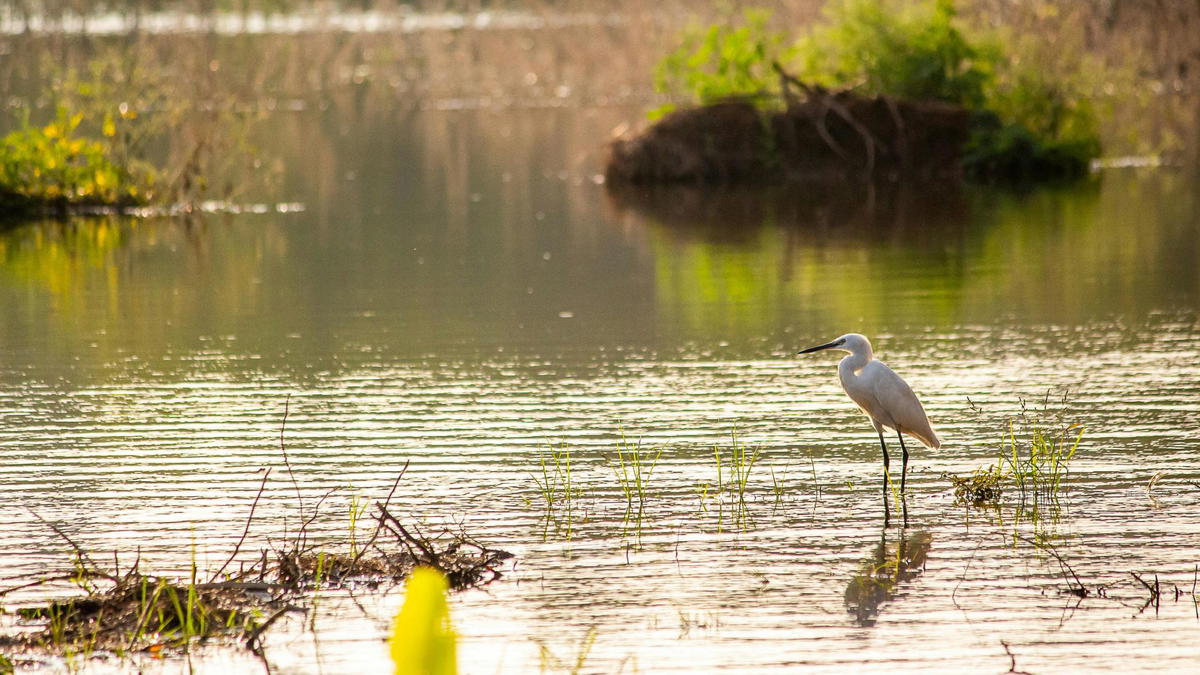 Wetland habitat with shallow water, emergent grasses, and a white wading bird standing in the water during soft light.