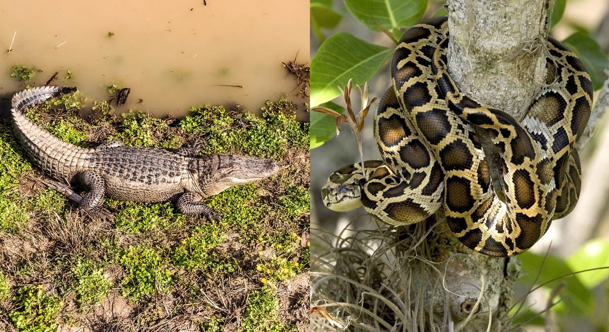 American alligator resting beside muddy water and a reticulated python coiled around a tree branch in a tropical habitat.