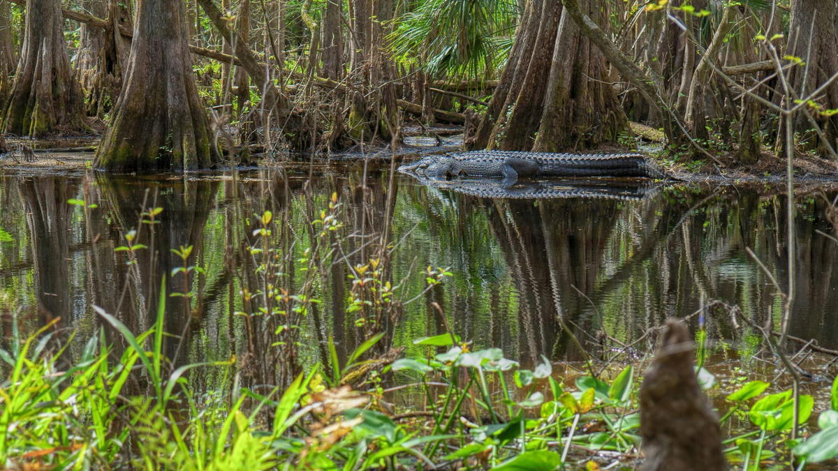 American alligator resting in shallow swamp water among cypress trees and wetland vegetation.