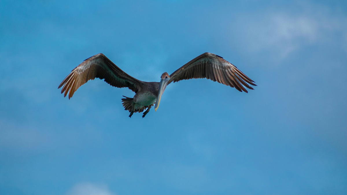 Brown pelican (Pelecanus occidentalis) flying with wings fully spread against a blue sky.