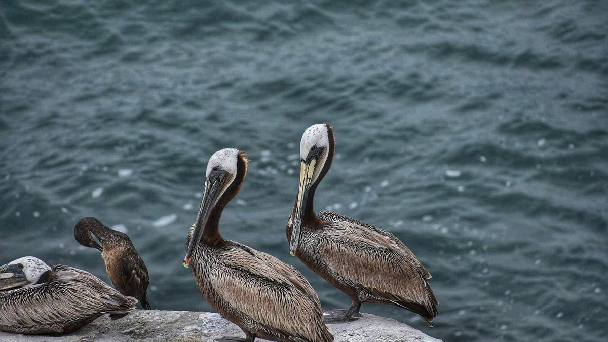 Two brown pelicans (Pelecanus occidentalis) standing on a rocky shoreline with ocean waves in the background.