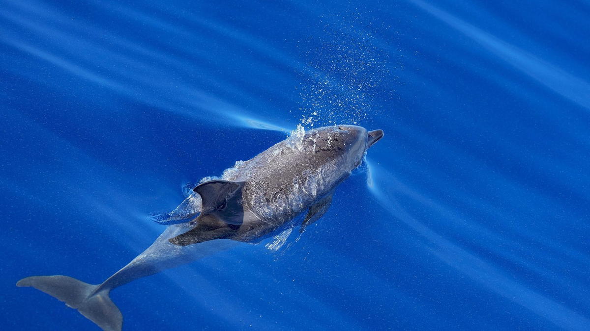 A bottlenose dolphin swims just below the ocean surface, exhaling a stream of bubbles from its blowhole.