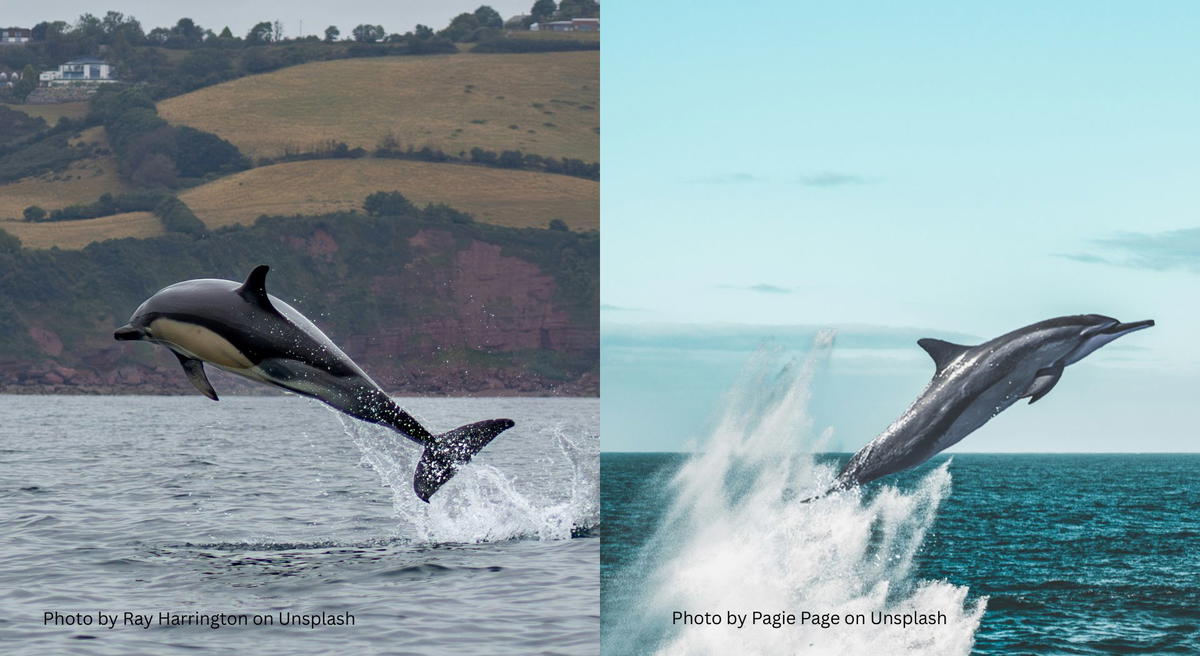 Side-by-side images of a common dolphin and a bottlenose dolphin, highlighting differences in body shape, coloration, and snout length.
