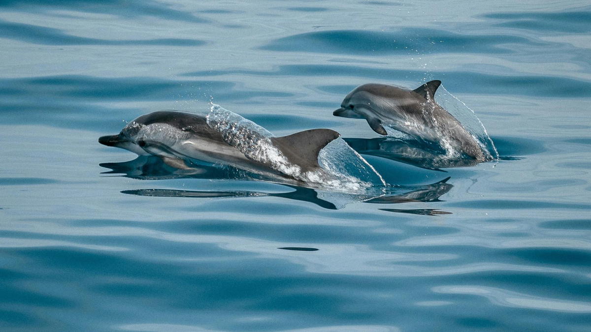 Two small dolphins swimming side by side at the ocean surface, partially emerging with splashes of water.