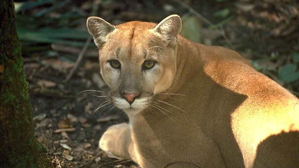 Florida panther resting on the forest floor, looking directly at the camera in dappled sunlight.