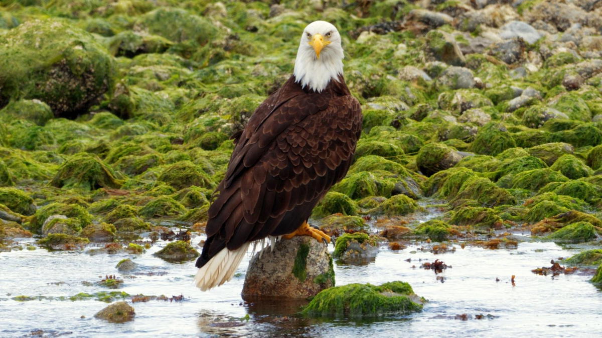 Bald eagle perched on a rock in shallow water surrounded by green algae-covered stones.