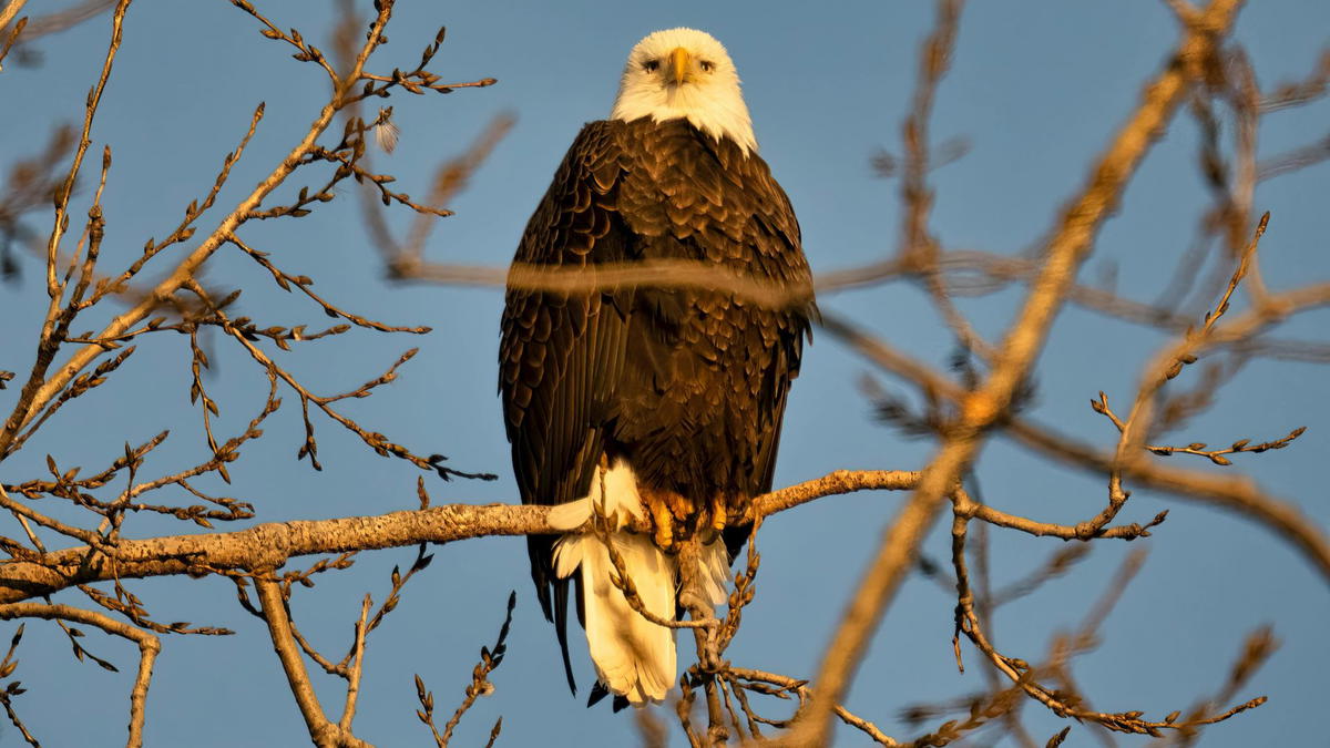 Bald eagle perched on a bare tree branch in warm golden light against a clear blue sky.