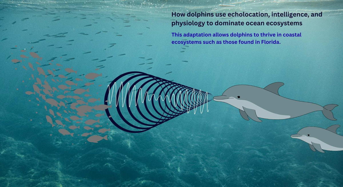 Illustration of a bottlenose dolphin using echolocation to detect and hunt fish underwater