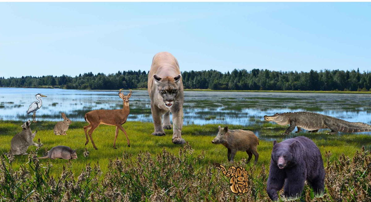 Florida panther interacting with deer, hog, alligator, python and other wildlife in the Everglades ecosystem